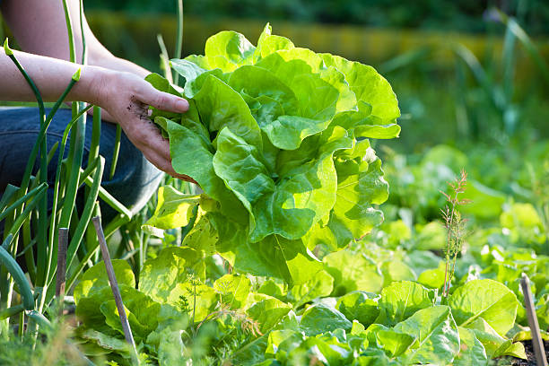 Woman picking fresh vegetables from garden woman picking fresh salad from her vegetable garden lettuce leaf stock pictures, royalty-free photos & images