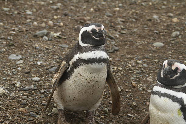 istock Penguins in Patagonia 467440802