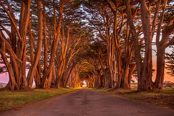 Point Reyes Cypress Tunnel at Sunset Northern California's Bay Area Coast. marin county stock pictures, royalty-free photos & images