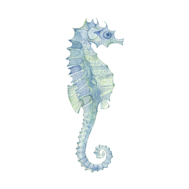 Sea horse isolated on a white background.Vector. Watercolor illustration of sea horse, design element. seahorse stock illustrations