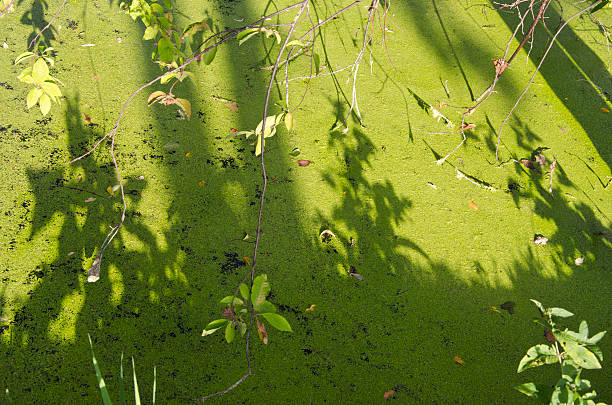 istock green summer lake pond water with duckweeds 467443328