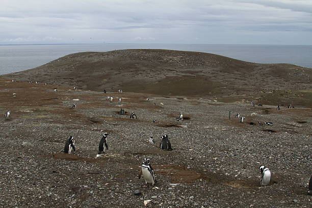 istock Penguins in Patagonia 467443834