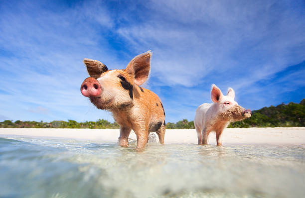 Two pigs of exumas in the shore ready to swim  Swimming pigs of the Bahamas in the Out Islands of the Exumas exuma stock pictures, royalty-free photos & images