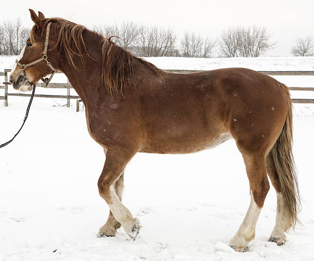istock Red horse in winter 467445533