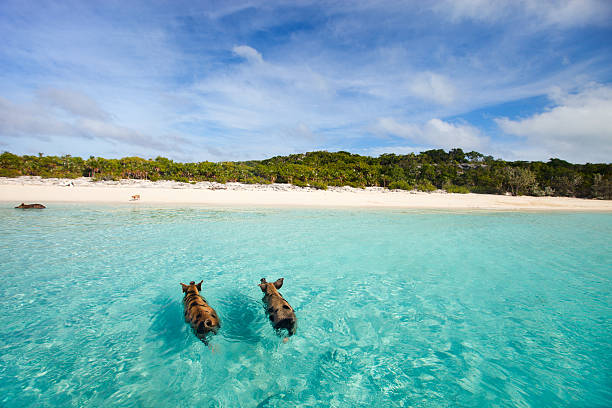 Swimming pigs of Exumas Swimming pigs of the Bahamas in the Out Islands of the Exumas exuma stock pictures, royalty-free photos & images