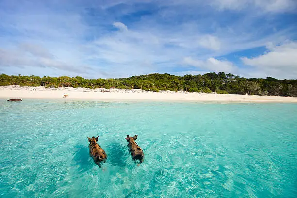 Swimming pigs of the Bahamas in the Out Islands of the Exumas