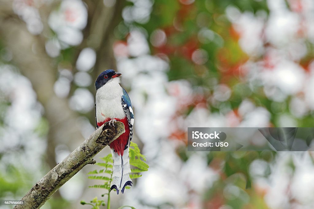 Tokororo Cuban Trogon (Priotelus temnurus) Tokororo Cuba Stock Photo