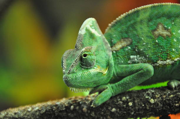 istock I see you seeing me (Chameleon on a branch) 467446697