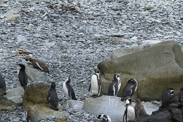 istock Damas Island near La Serena Chile 467447126