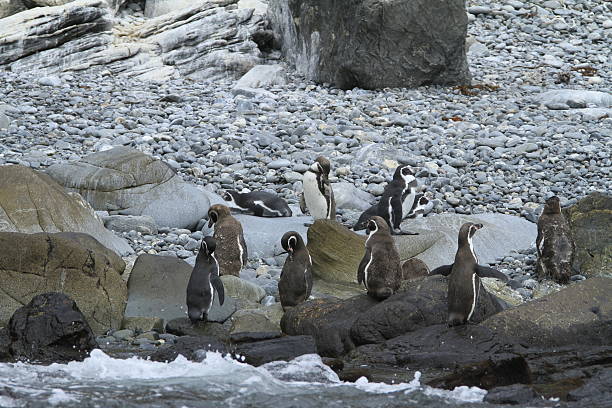 istock Damas Island near La Serena Chile 467447130