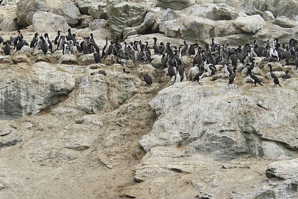 istock Damas Island near La Serena Chile 467447940