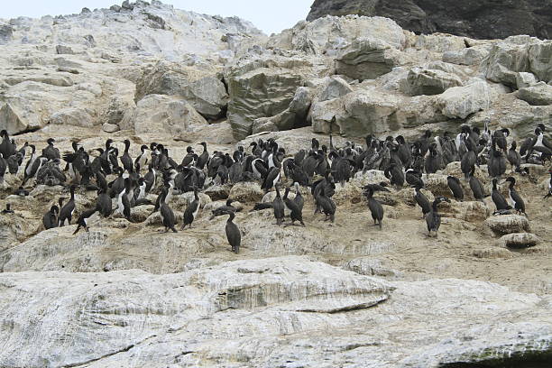 istock Damas Island near La Serena Chile 467447942