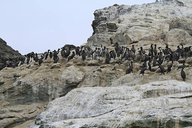 istock Damas Island near La Serena Chile 467447952