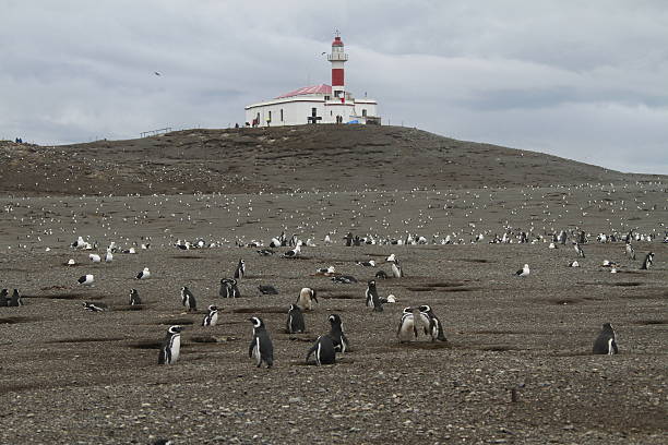 istock Penguins in Patagonia 467448226