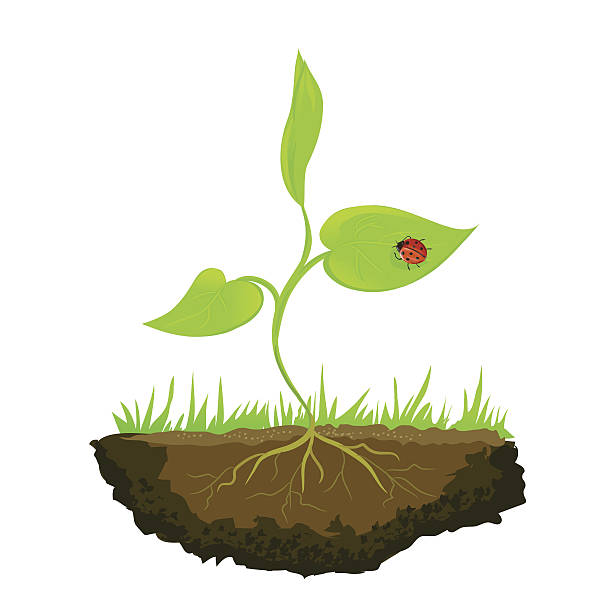 성장 중 육상용 쏘는 - tree growth cultivated sapling stock illustrations