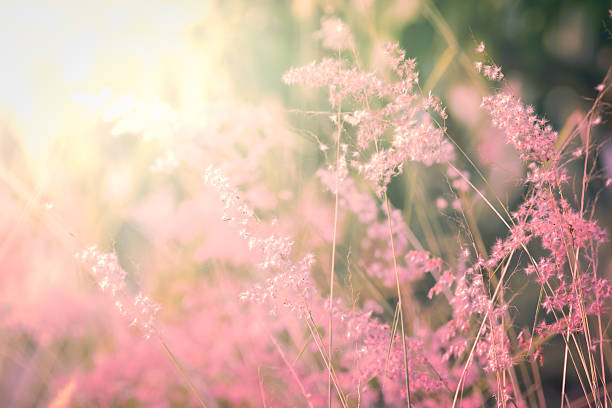 istock Flower grass in soft color style 467452186