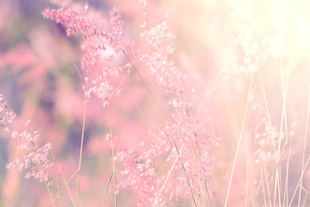 istock Flower grass in soft color style 467452188