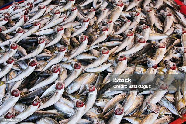 Pescados Frescos En El Mercado Foto de stock y más banco de imágenes de Aceite de pescado - Aceite de pescado, Agalla, Aleta - Parte del cuerpo animal