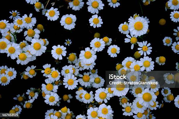 Chamomile Stock Photo - Download Image Now - Cut Out, Flower, Summer