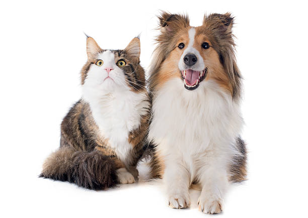 istock shetland dog and maine coon cat 467453301