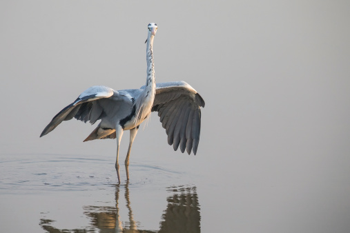 Grey Heron standing in water with open wings, face to sunrise