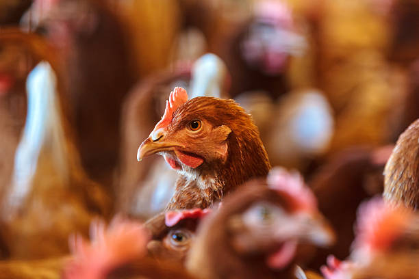 curioso brown gallina in una fattoria di pollo biologico - poultry animal curiosity chicken foto e immagini stock