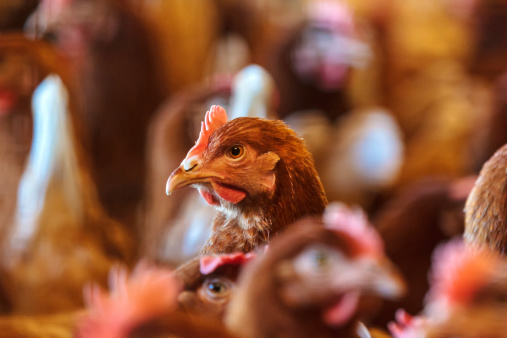 Curious brown hen on an organic free range chicken farm