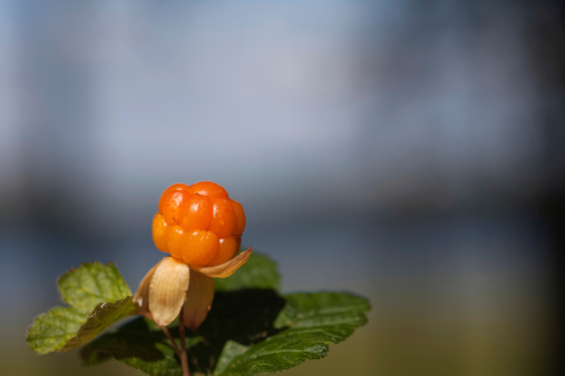 Cloudberry is a healthy natural berry, it contains a lot of vitamin C
