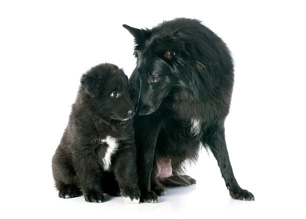 istock puppy and adult groenendael 467454195