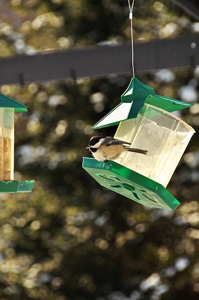 istock Winter Black capped Chickadee at the Bird Feeder 467454857