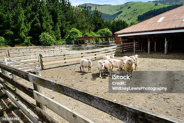 Authenticatie top Versterken Sheep Pen Stock Photo - Download Image Now - Agriculture, Akaroa, Animal -  iStock