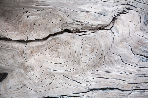 Cracks and structures in wood