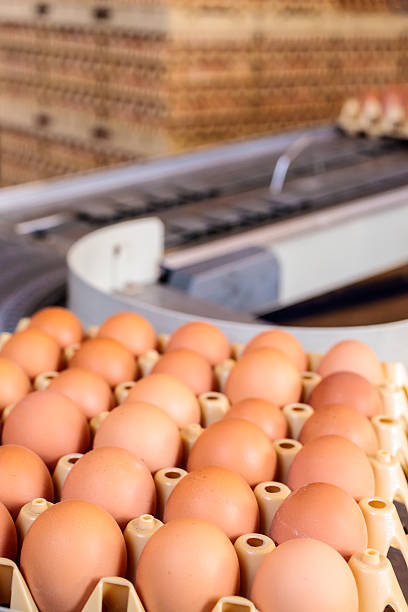 istock Large conveyor belt moving crates of fresh eggs 467455189