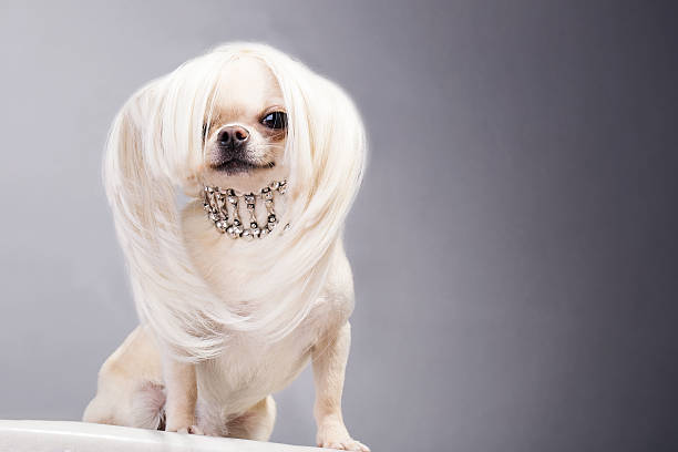chihuahua dog marvellous chihuahua dog with long hair and necklace chihuahua dog photos stock pictures, royalty-free photos & images