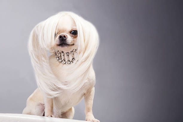 chihuahua dog marvellous chihuahua dog with long hair and necklace dog human hair puppy lap dog stock pictures, royalty-free photos & images