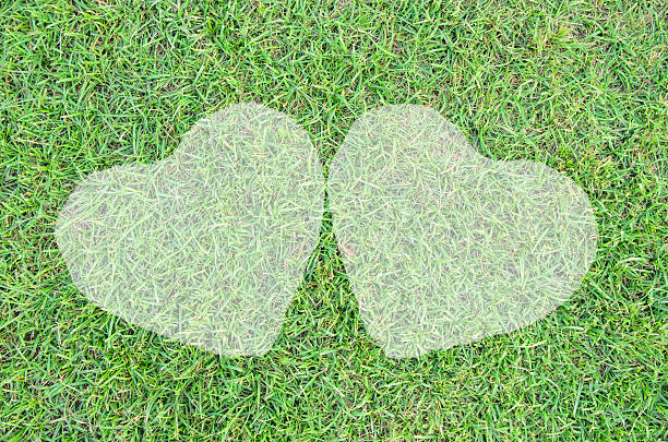Twins Heart of green grass
