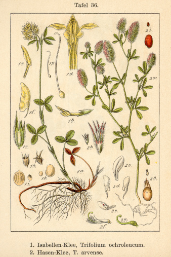 Trifolium ochroleucum et Trifolium arvense