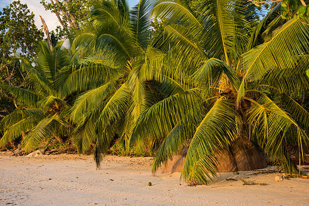 istock Tropical beach at Mahe island Seychelles 467455688