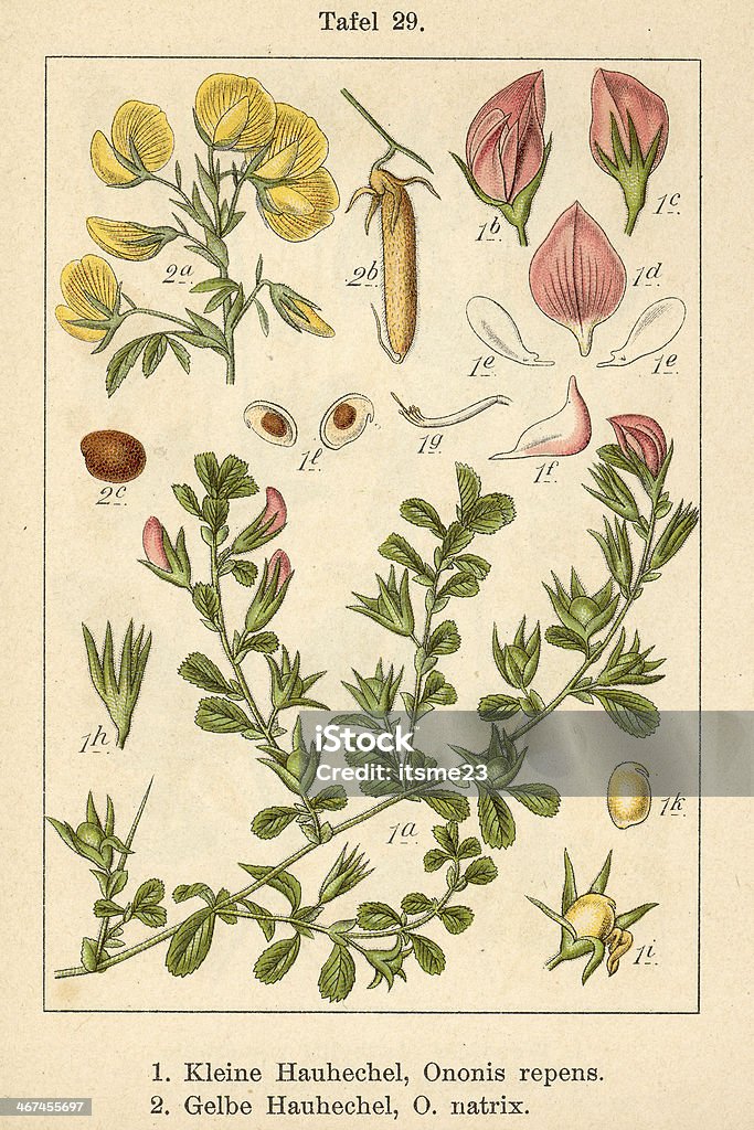 Botanic FiA v09 t29 Ononis repens and natrix Ononis repens et Ononis natrix Botany stock illustration