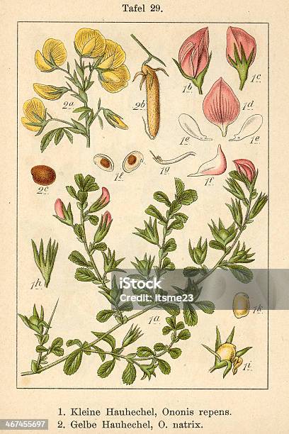 Botanic Fia V09 T29 Ononis Repens And Natrix Stock Illustration - Download Image Now - Botany, Color Image, Etching