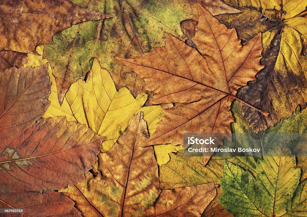Jesienią liście-Powalone stary suchy liście klonu - Zbiór zdjęć royalty-free (Barwne tło)