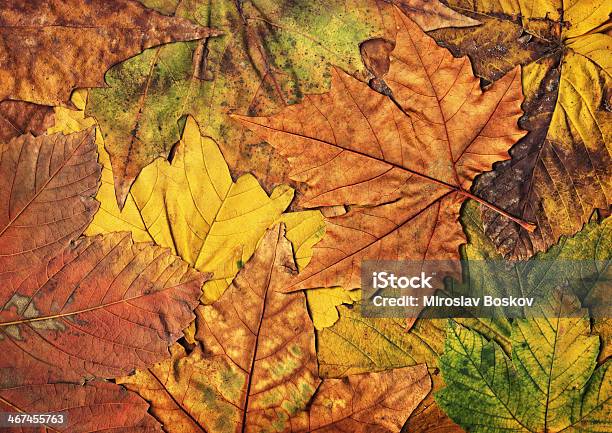 Jesienią Liściepowalone Stary Suchy Liście Klonu - zdjęcia stockowe i więcej obrazów Barwne tło - Barwne tło, Bez ludzi, Bliskie zbliżenie
