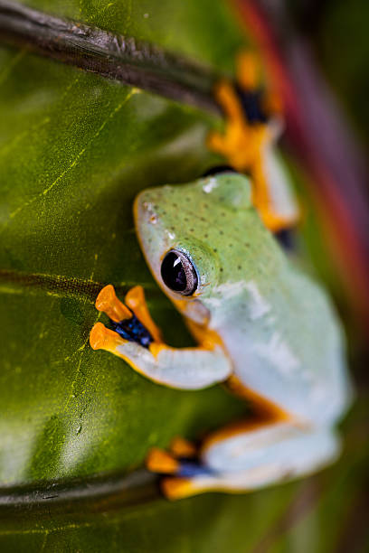 istock Saturated theme of jungle with exotic frog 467456341