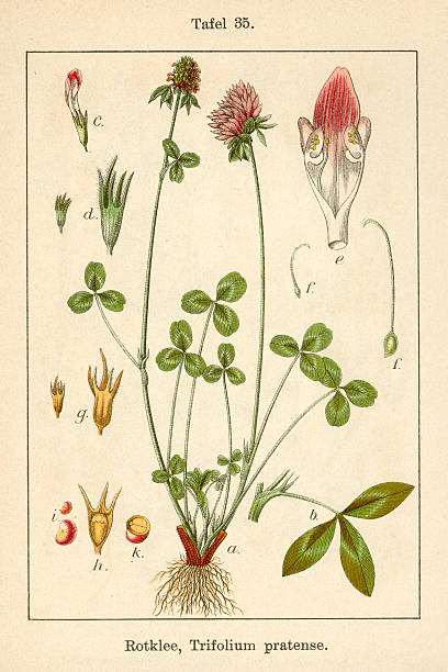 istock Botanic FiA v09 t35 Trifolium pratens 467456415