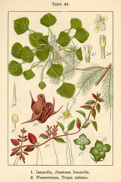 istock Botanic FiA v09 t44 Jussioea Isnardia et Trapa matans 467456545