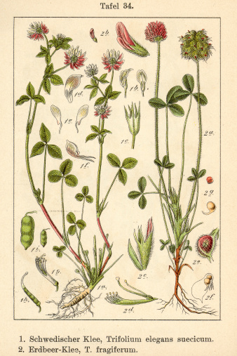 Trifolium elegans suecicum et Trifolium fragiferum