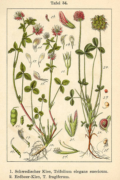 Botanic FiA v09 t34 Trifolium elegans suecicum et fragiferum stock photo
