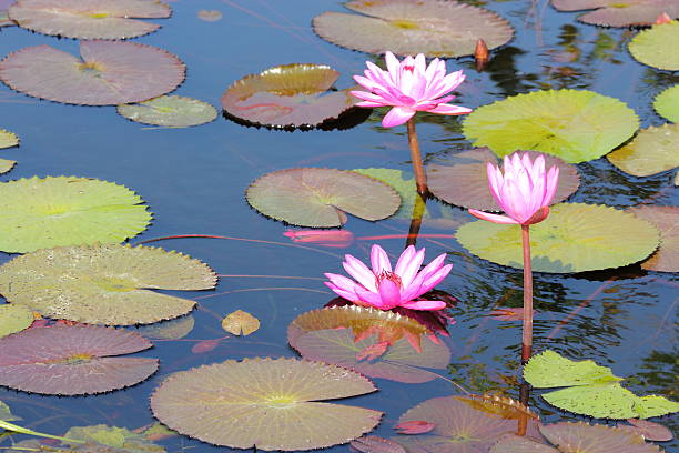 istock lotus flower in the pond 467457129