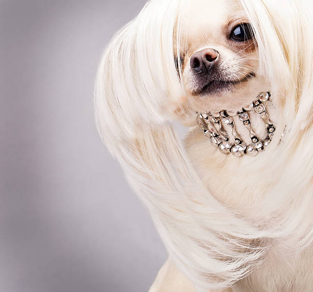 istock happy chihuahua dog 467457431