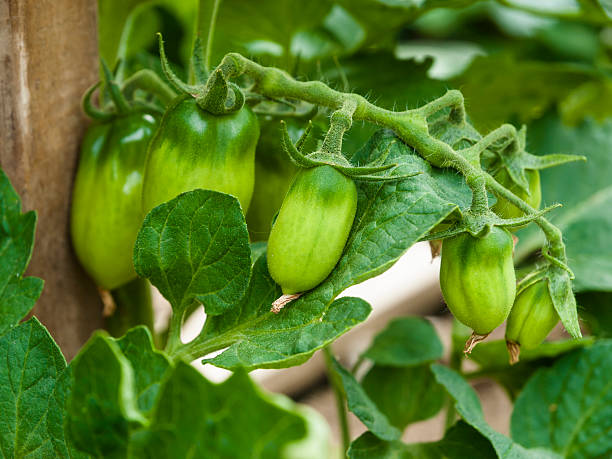 Green Organic Tomatoes stock photo